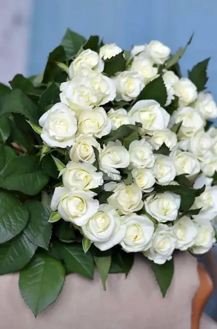 101 Белая роза Атена. Красивая картинка