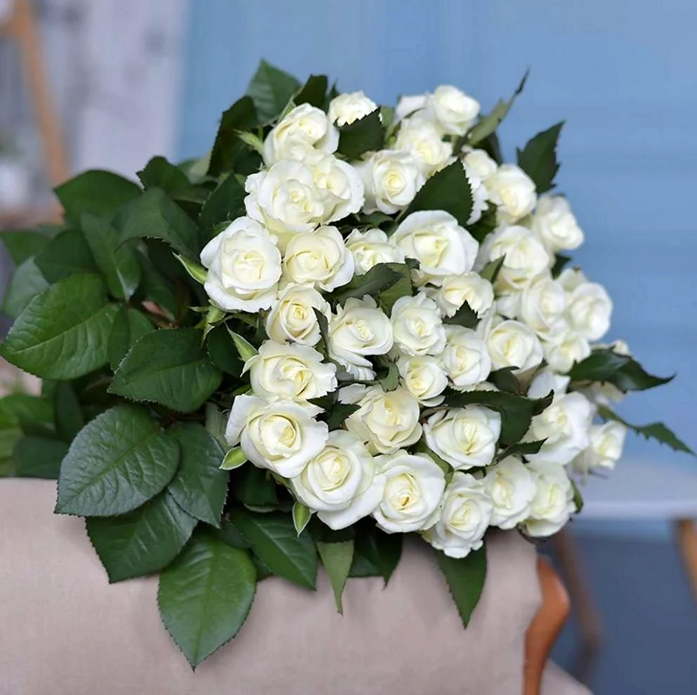 101 Белая роза Атена. Красивая картинка
