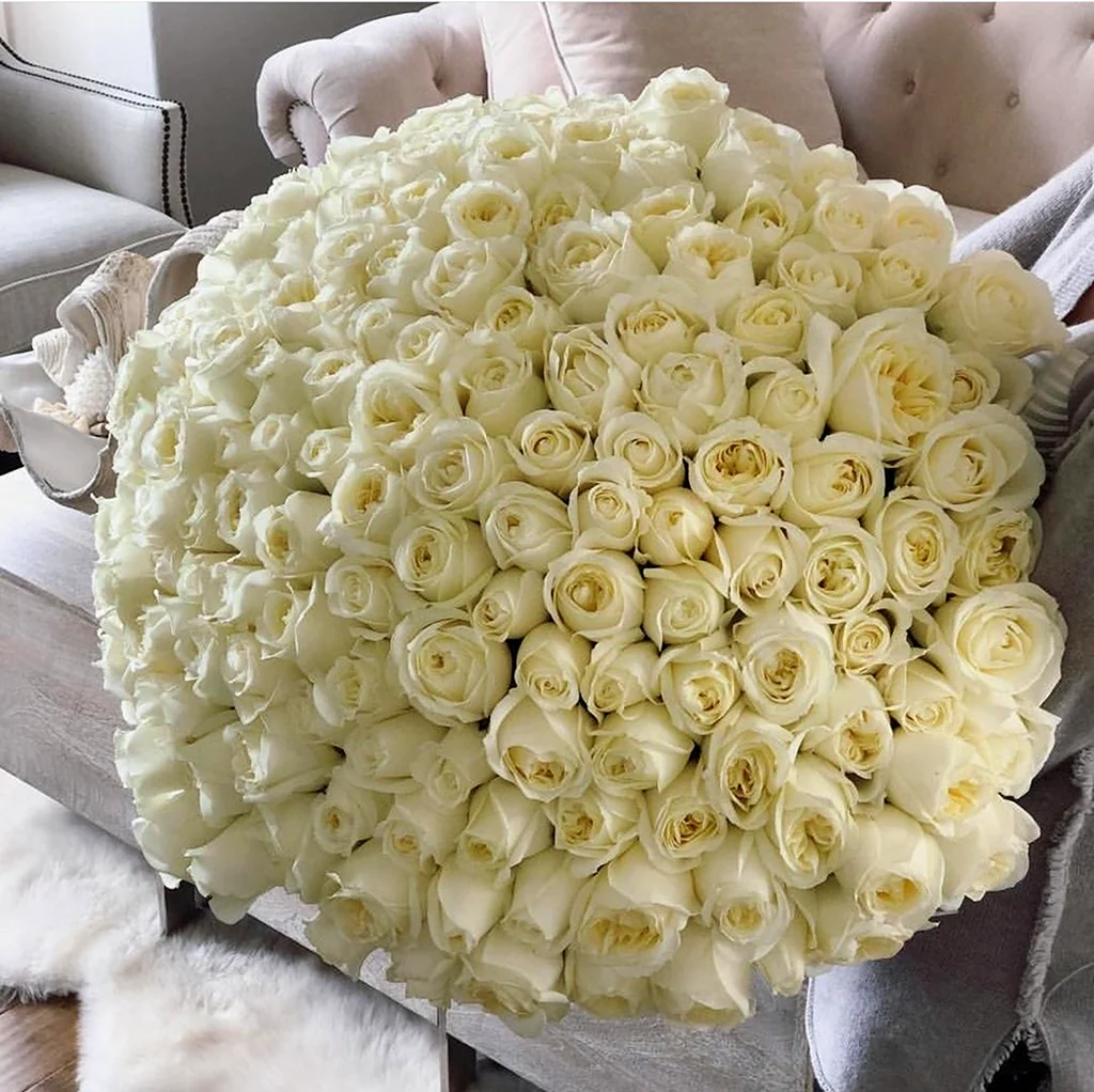 101 Белая роза Аваланж. Красивая картинка