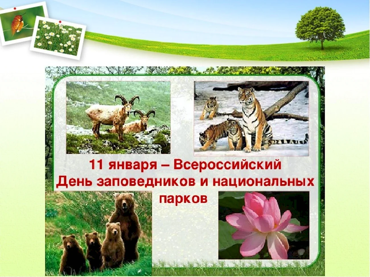 11 Января Всероссийский день заповедников и национальных парков. Красивая картинка