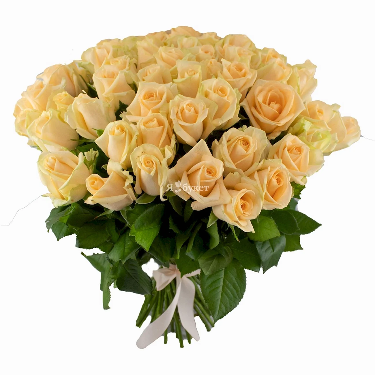 15 Кремовых роз Талея 40 см. Красивая картинка