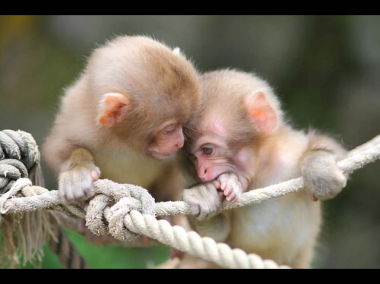 2 Милые обезьянки. Красивое животное