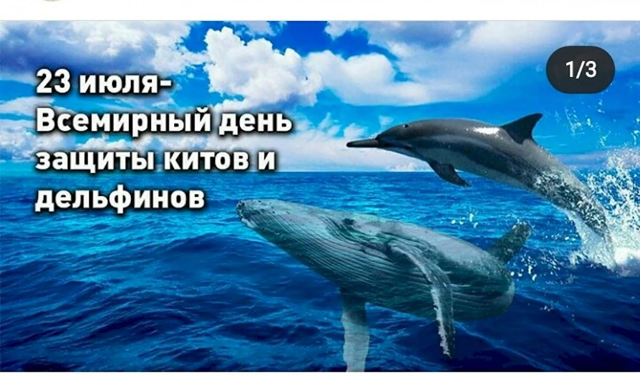 23 Июля Всемирный день защиты китов и дельфинов. Поздравление