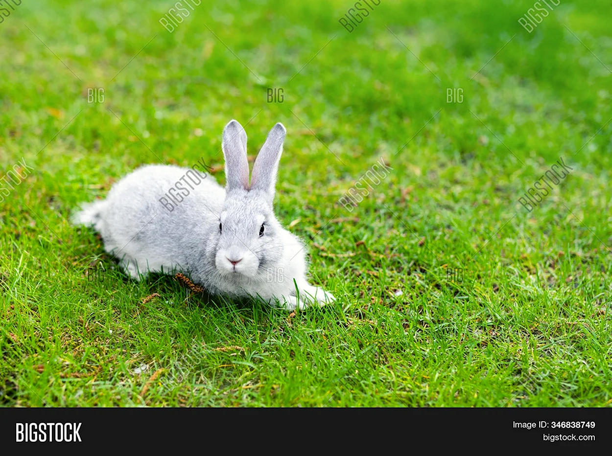 A Rabbit in a Sunny Day. Красивое животное