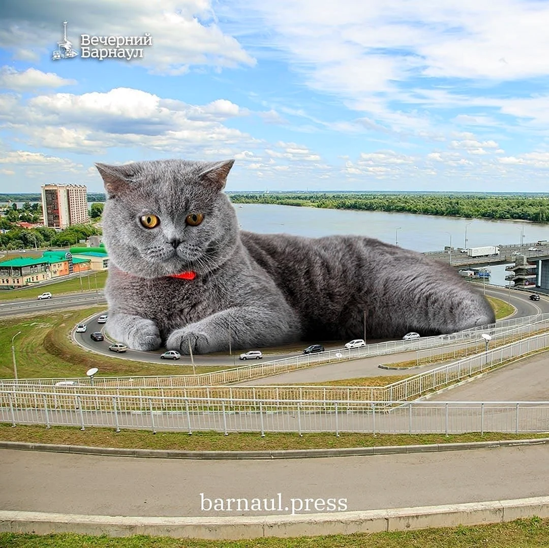 Адаю коты в Барнауле