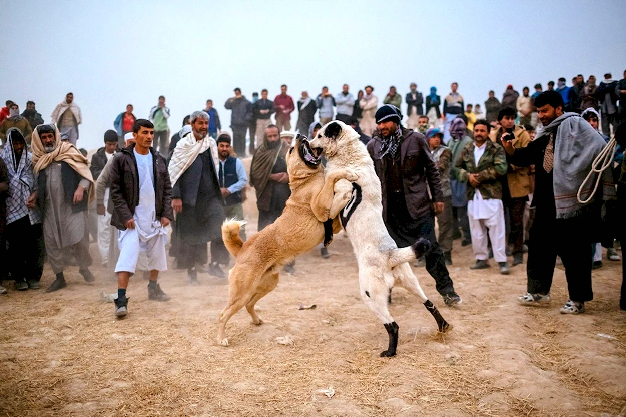 Афганский мастиф Мазари. Красивое животное