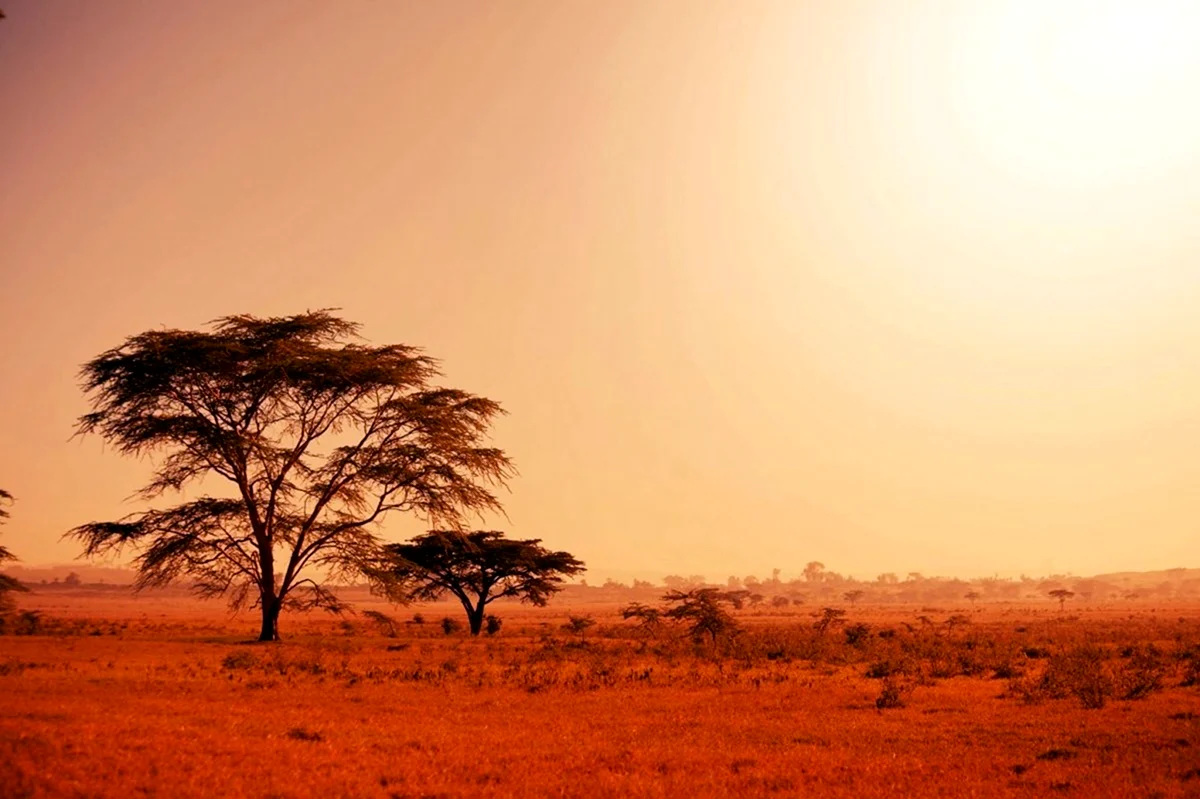 Африка пустыня Саванна джунгли. Картинка