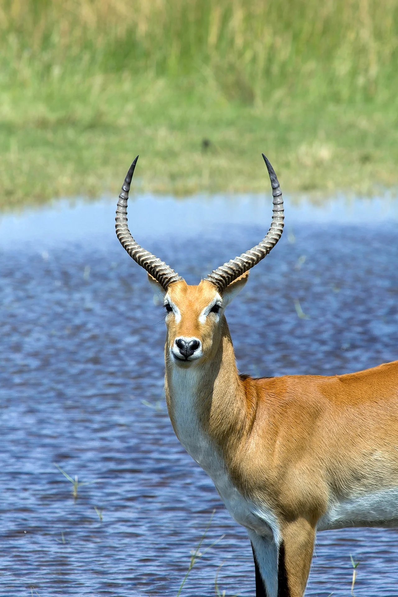 Африканская антилопа Импала. Картинка