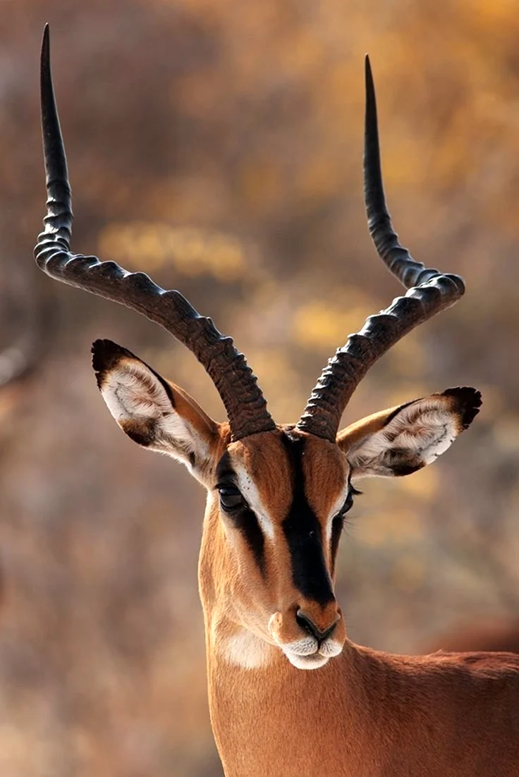 Африканская антилопа Импала. Картинка