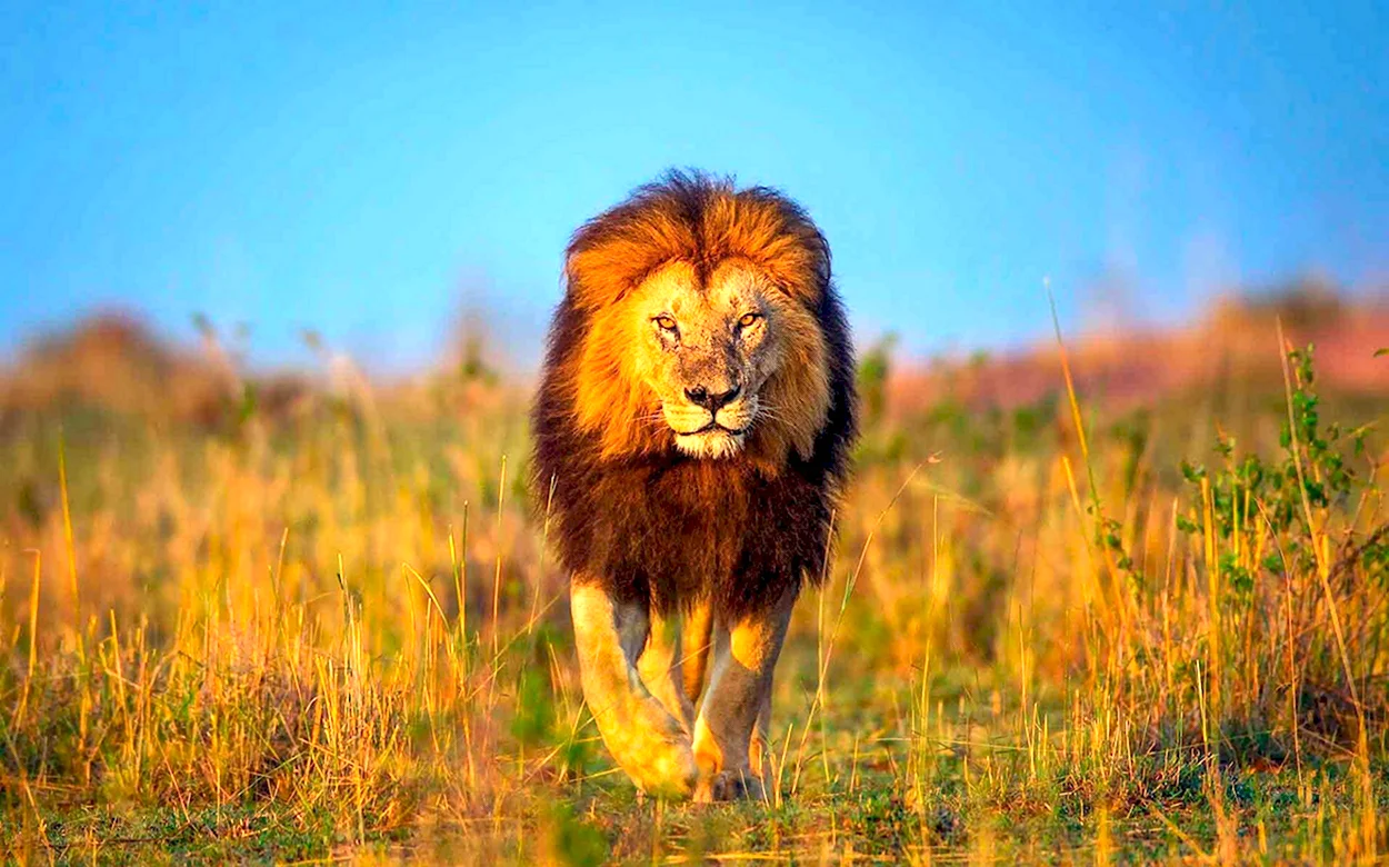 Африканский Лев. Красивое животное