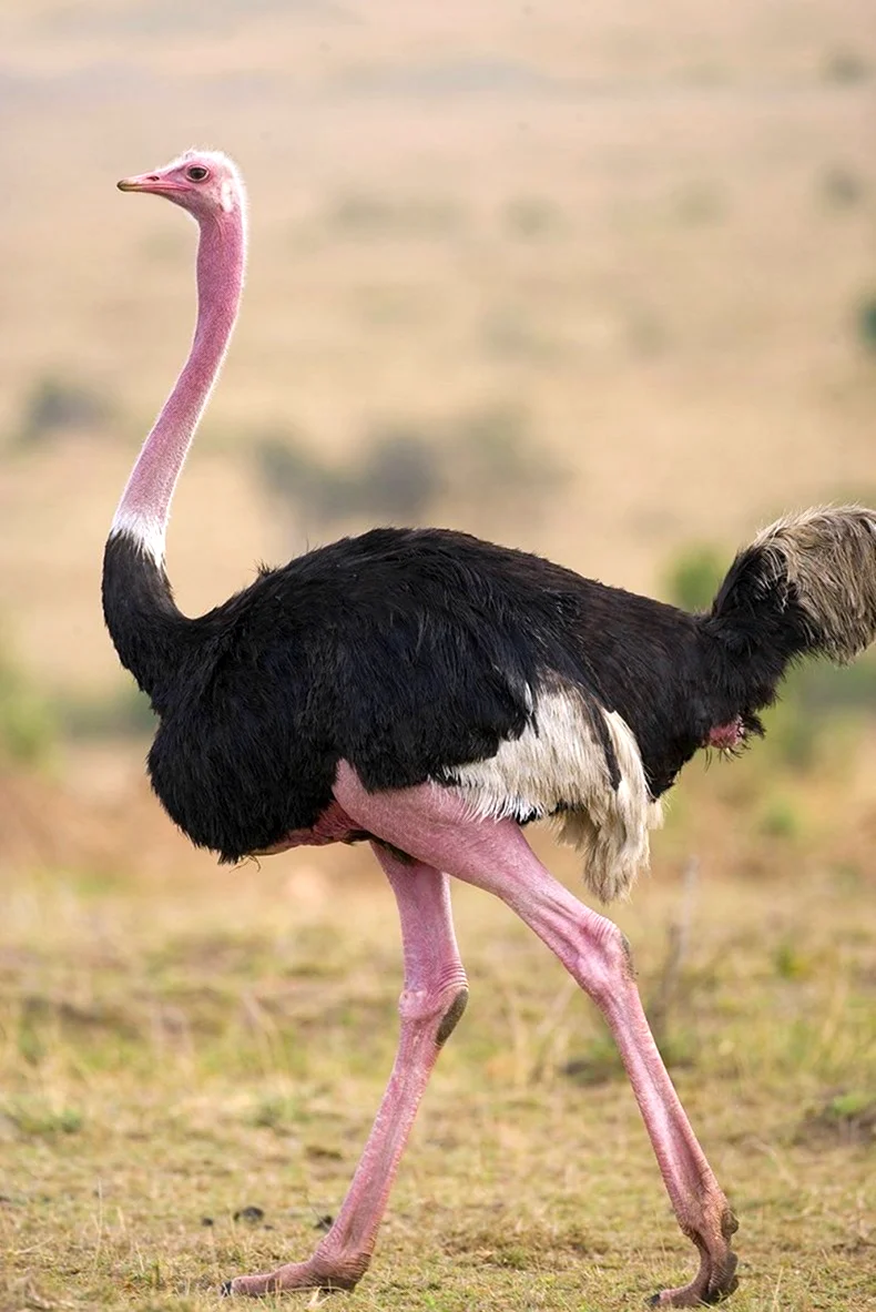 Африканский страус. Красивое животное