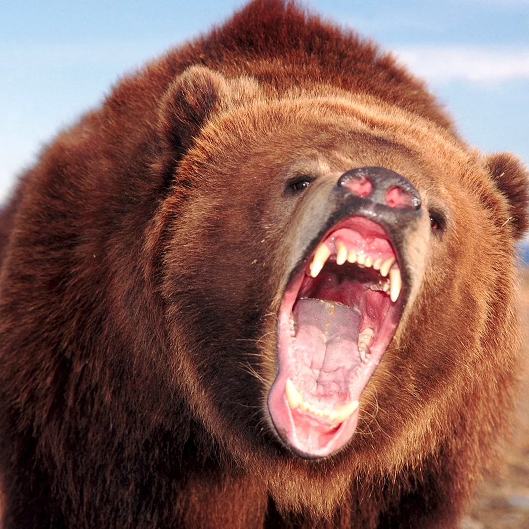 Агрессивный медведь. Красивое животное