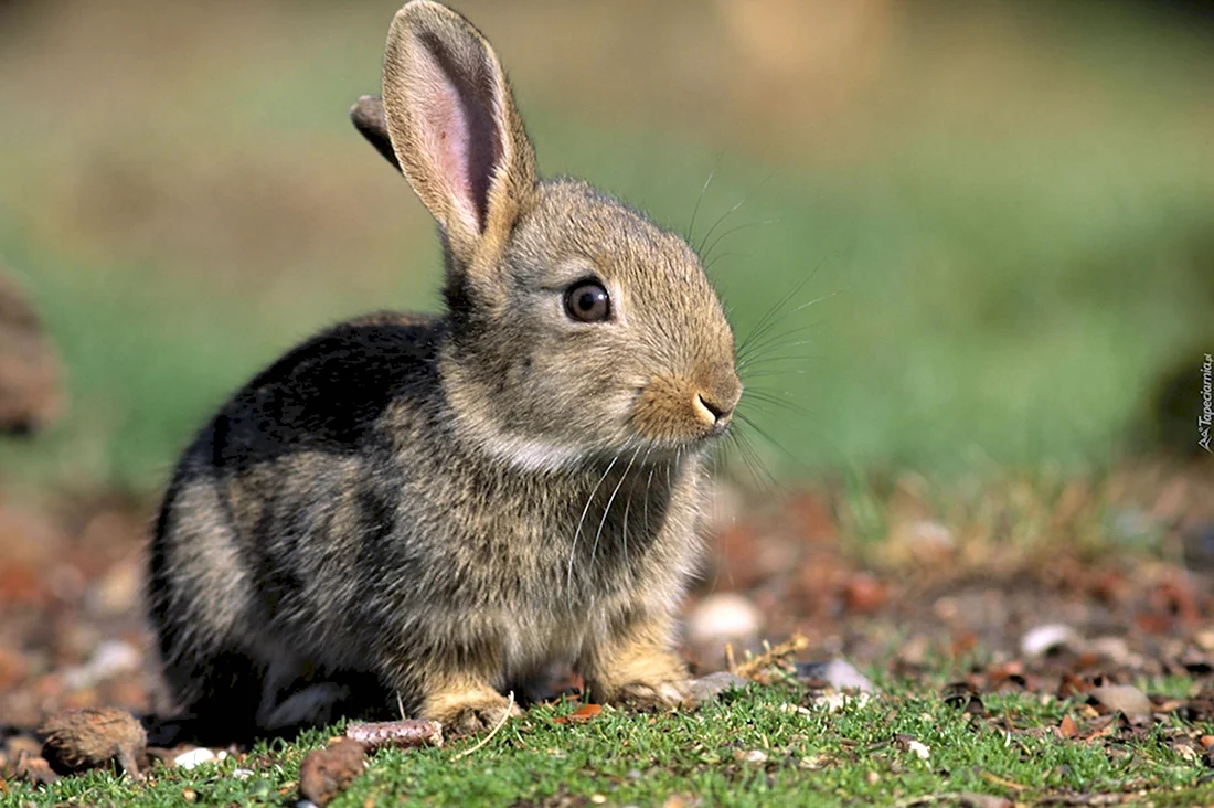 Айдахский кролик. Красивые картинки животных