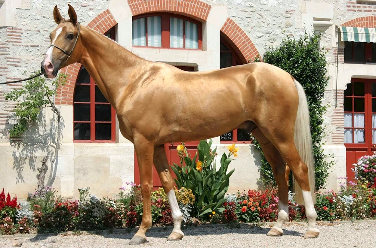 Ахалтекинская лошадь Соловая. Красивое животное