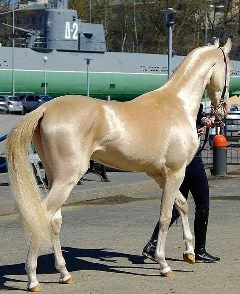 Ахалтекинская лошадь золотой масти. Красивое животное