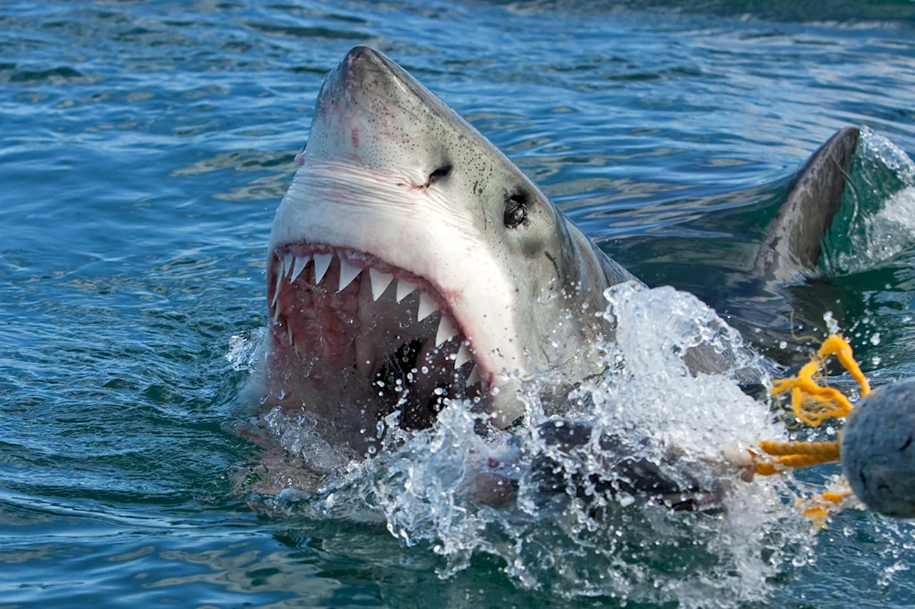 Акула белая акула-людоед кархародон. Картинка