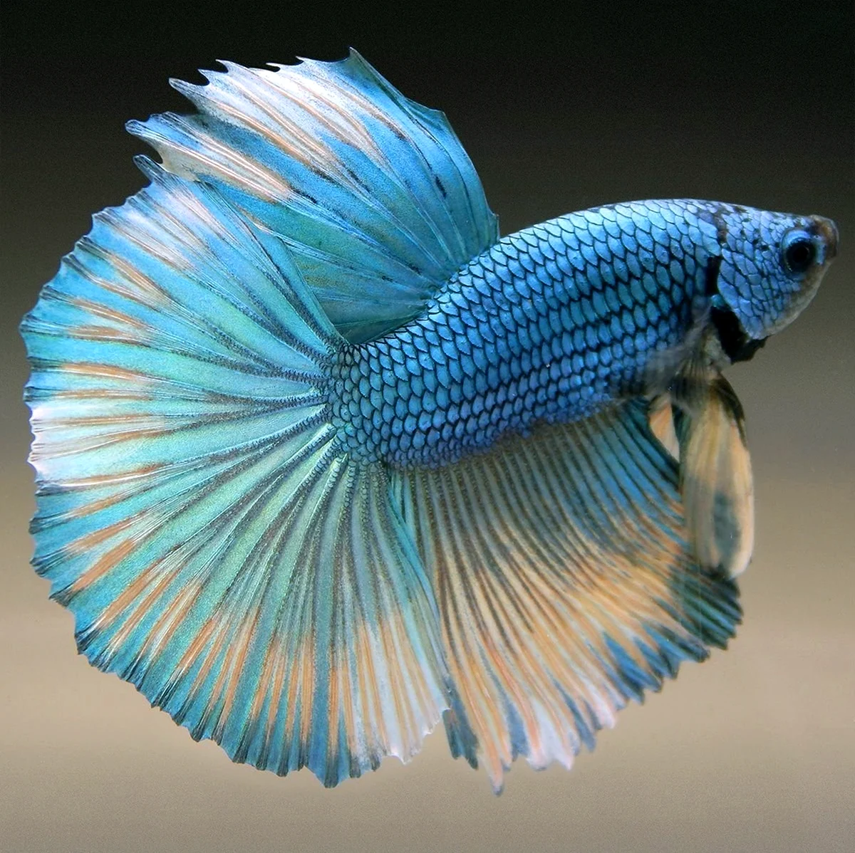 Аквариумная рыбка голубой петушок. Красивое животное