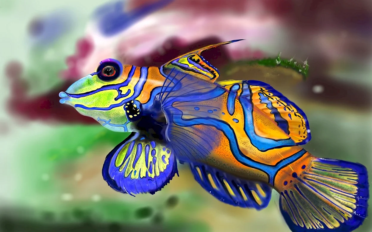 Аквариумная рыбка Мандаринка. Красивое животное