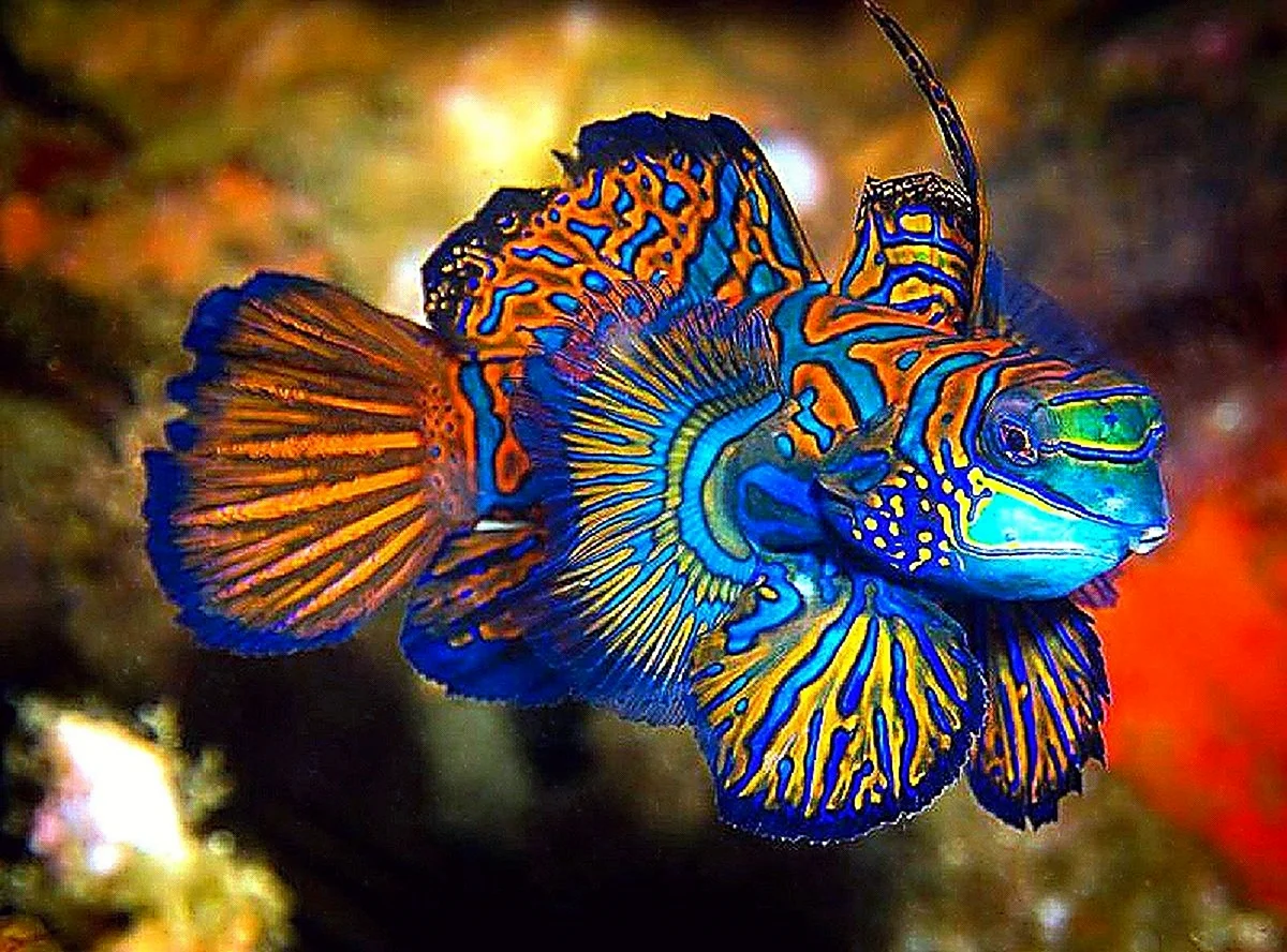 Аквариумная рыбка Мандаринка. Красивое животное