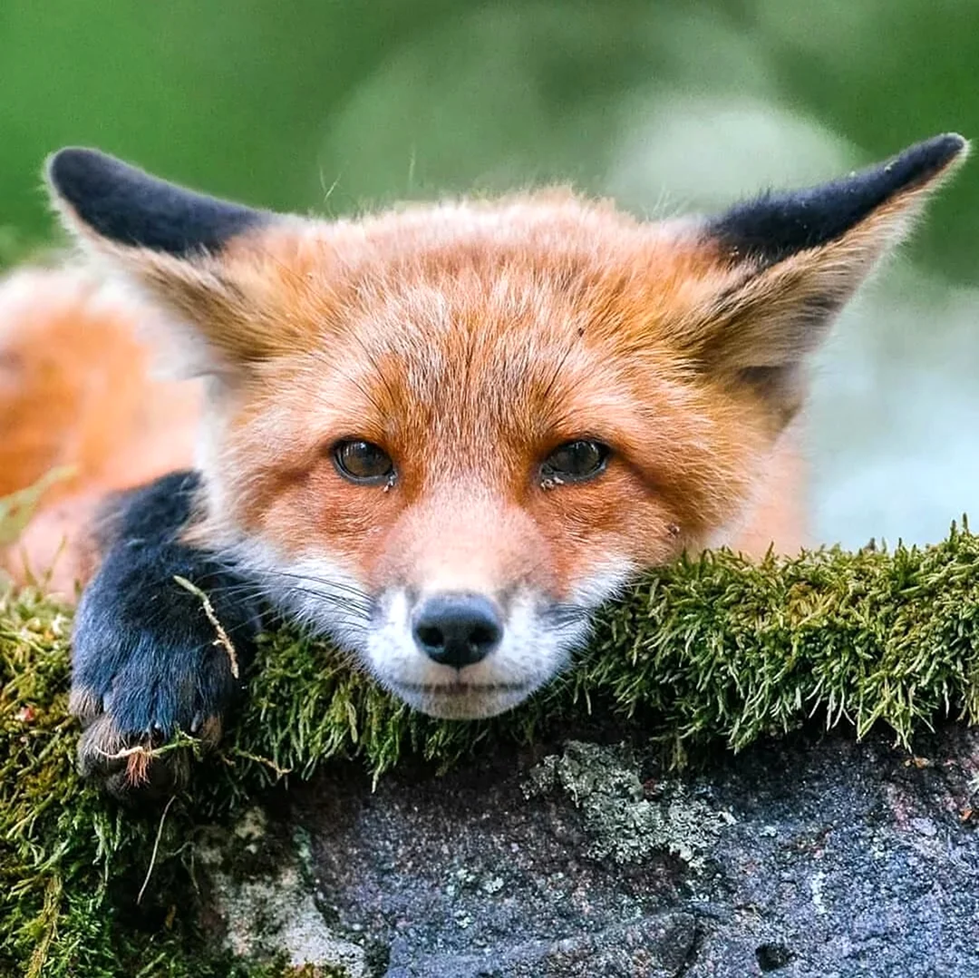 Алексей лисица. Красивые картинки животных