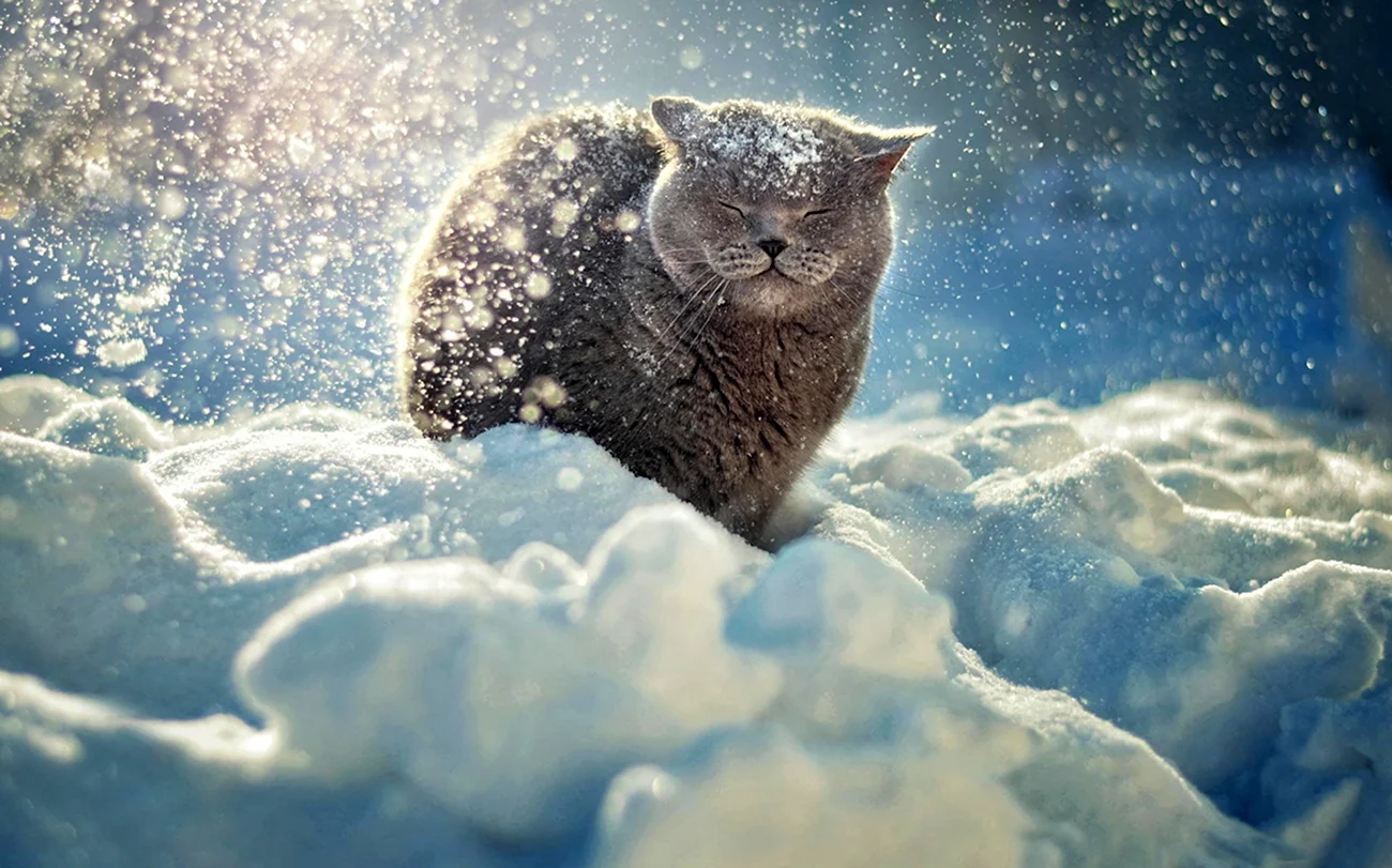 Аляскинский снежный кот. Красивая картинка