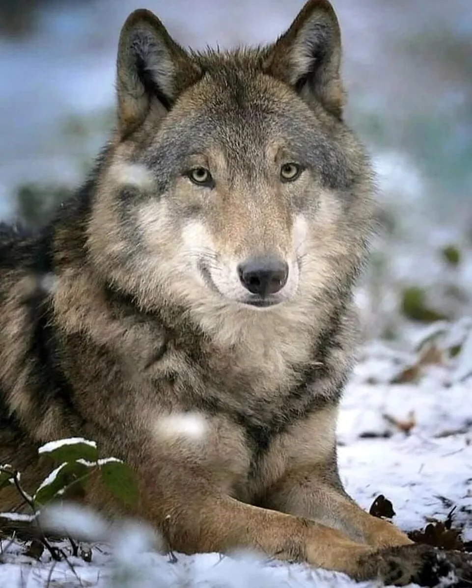 Аляскинский волк. Красивые картинки животных