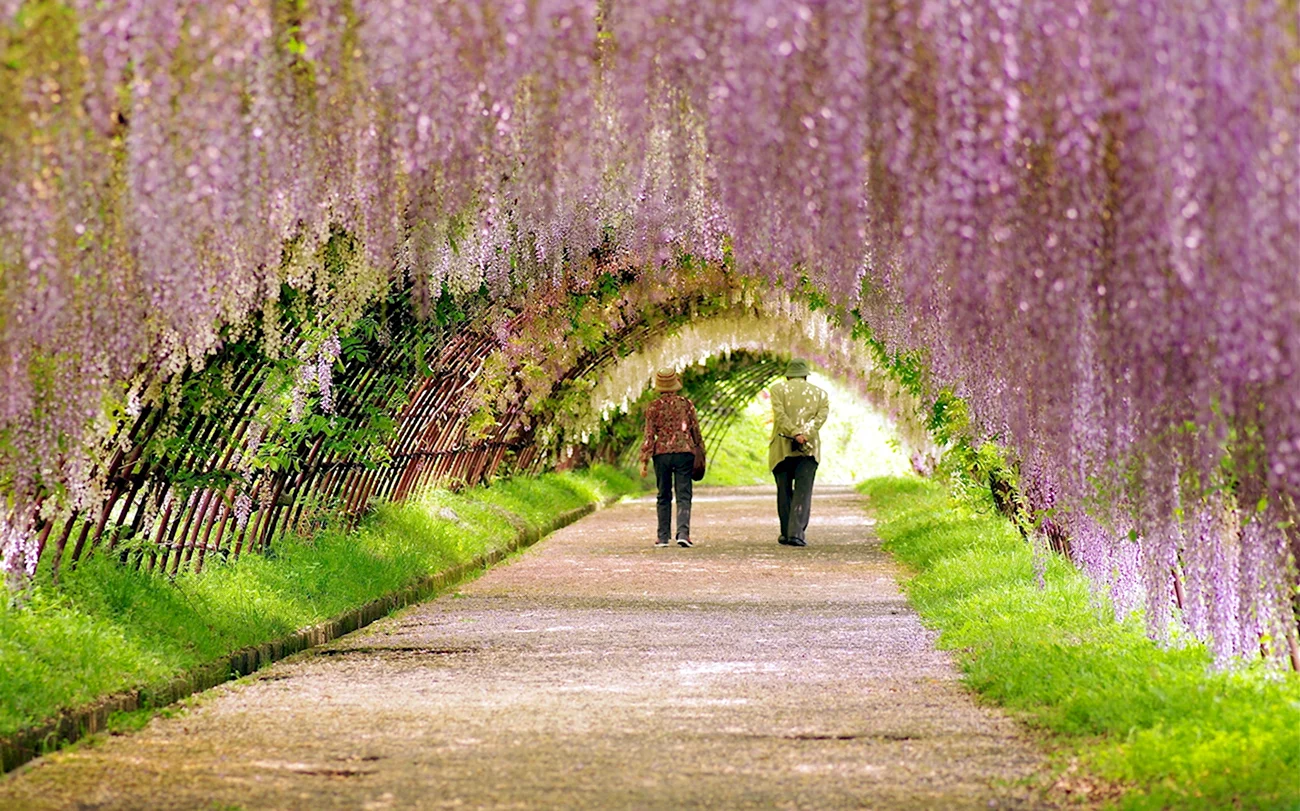 Аллея глициний в Японии. Красивая картинка