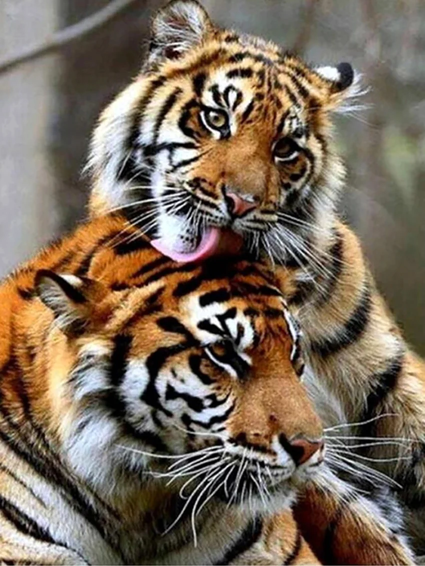 Алмазная мозаика AZQSD тигры. Красивое животное