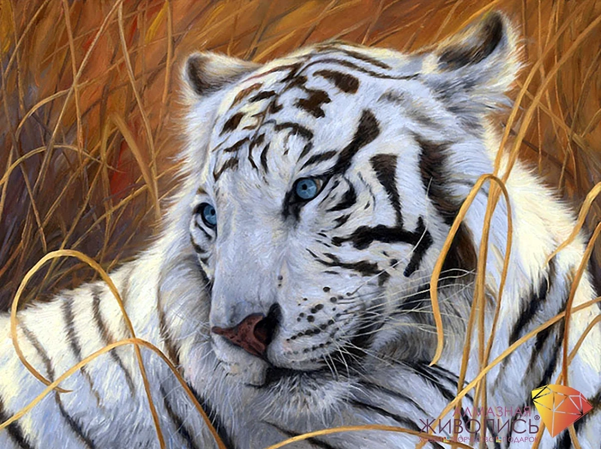 Алмазная вышивка белый тигр диамонд. Красивая картинка