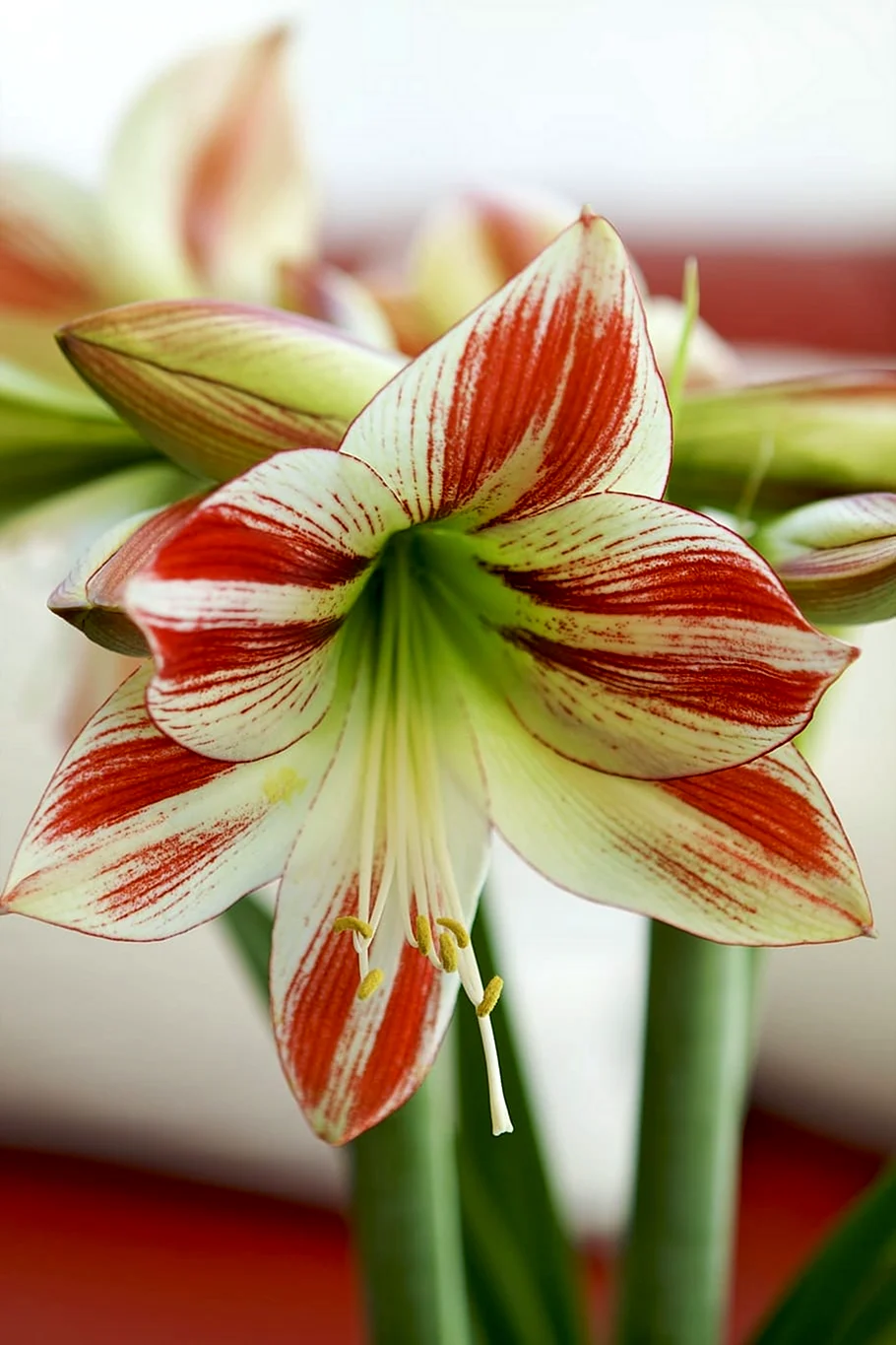 Амариллис цветок. Картинка