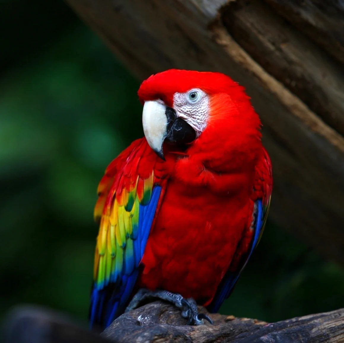 Амазон попугай красный. Красивое животное