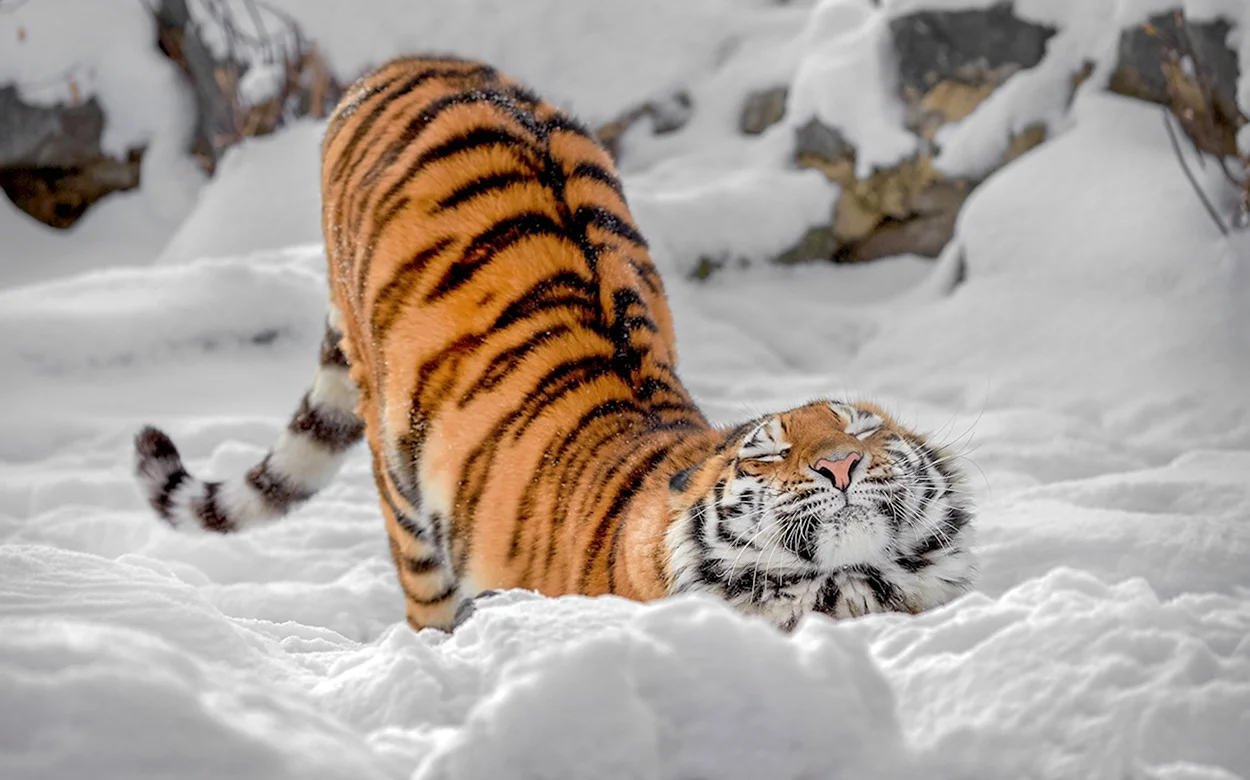Амба тигр. Красивое животное