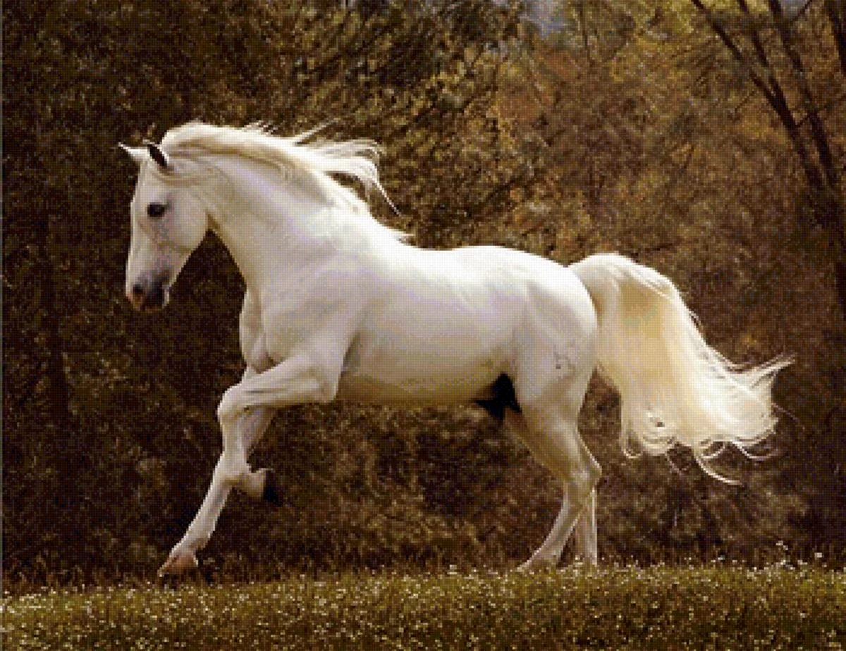 Американская верховая лошадь белая. Красивое животное