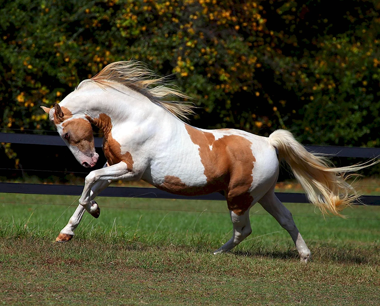 Американский Пейнтхорс лошадь. Красивое животное