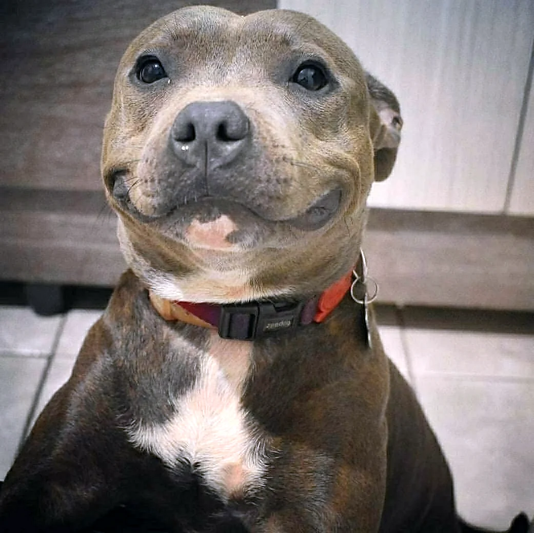 Американский стаффордширский терьер улыбка. Красивое животное