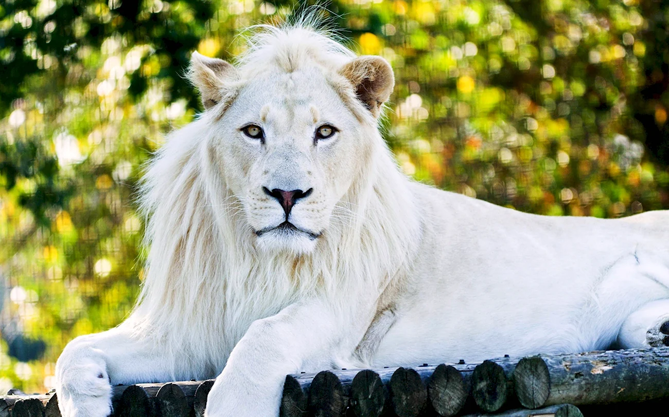 Амирхан белый Лев. Красивая картинка
