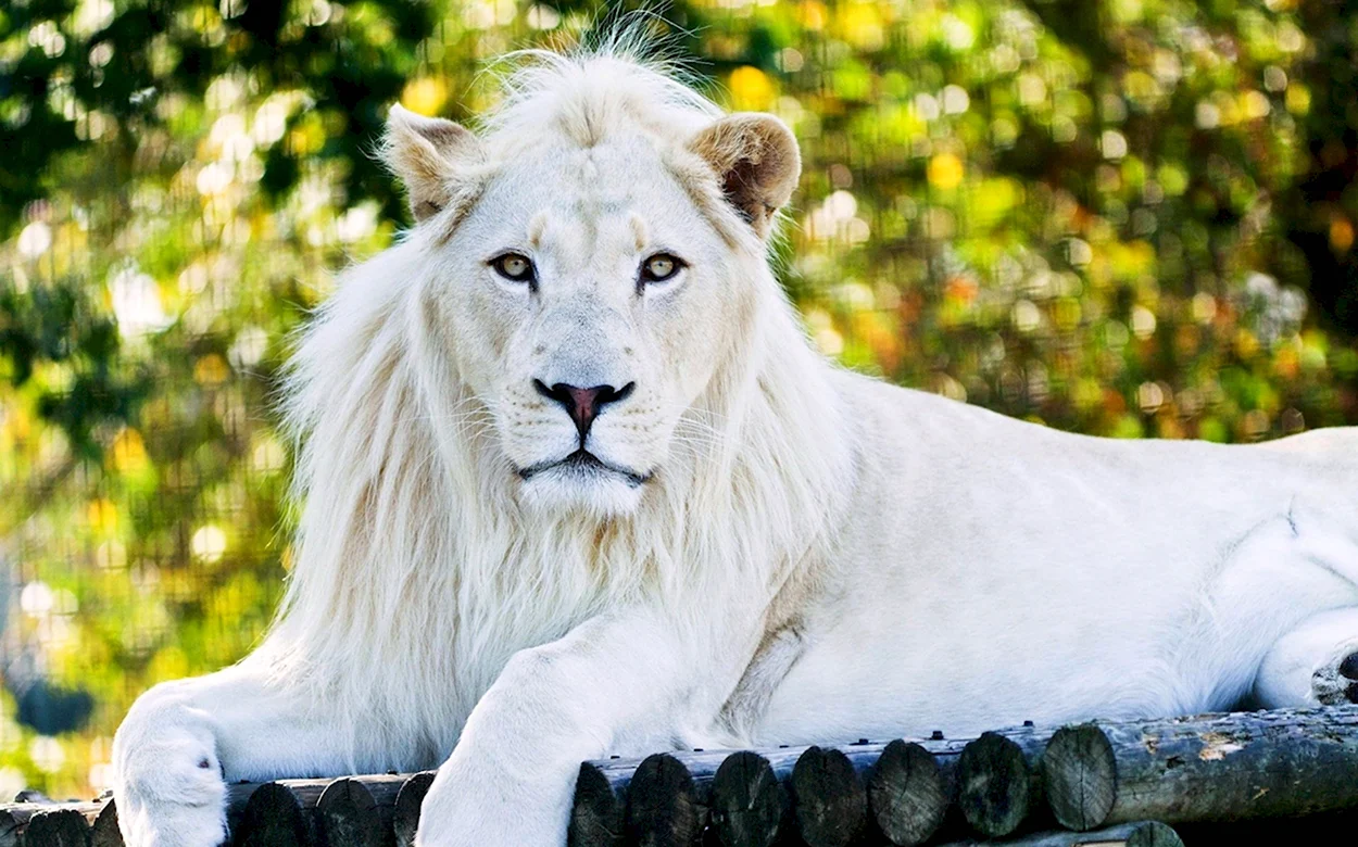 Амирхан белый Лев. Красивое животное