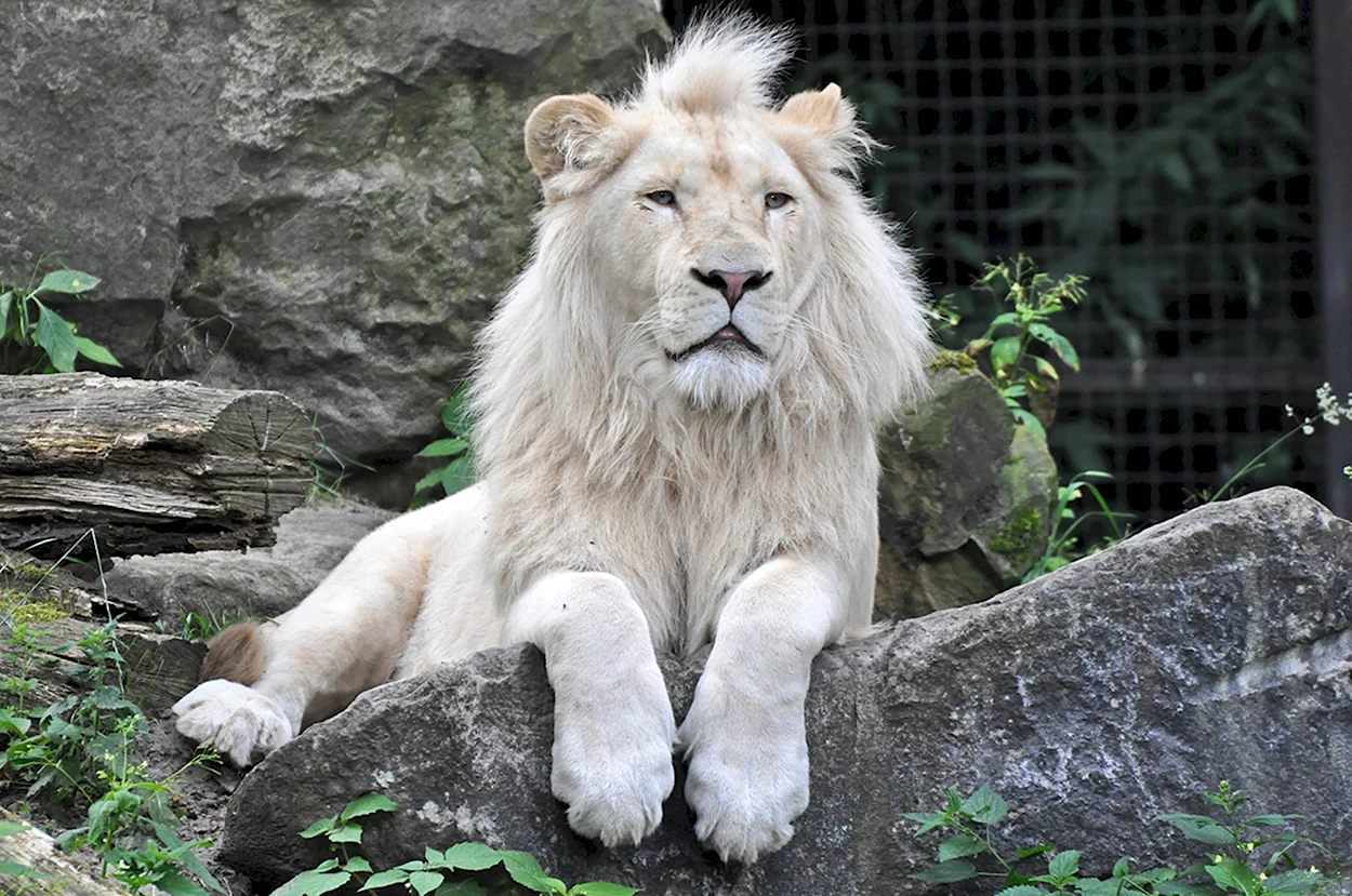 Амирхан белый Лев. Красивое животное