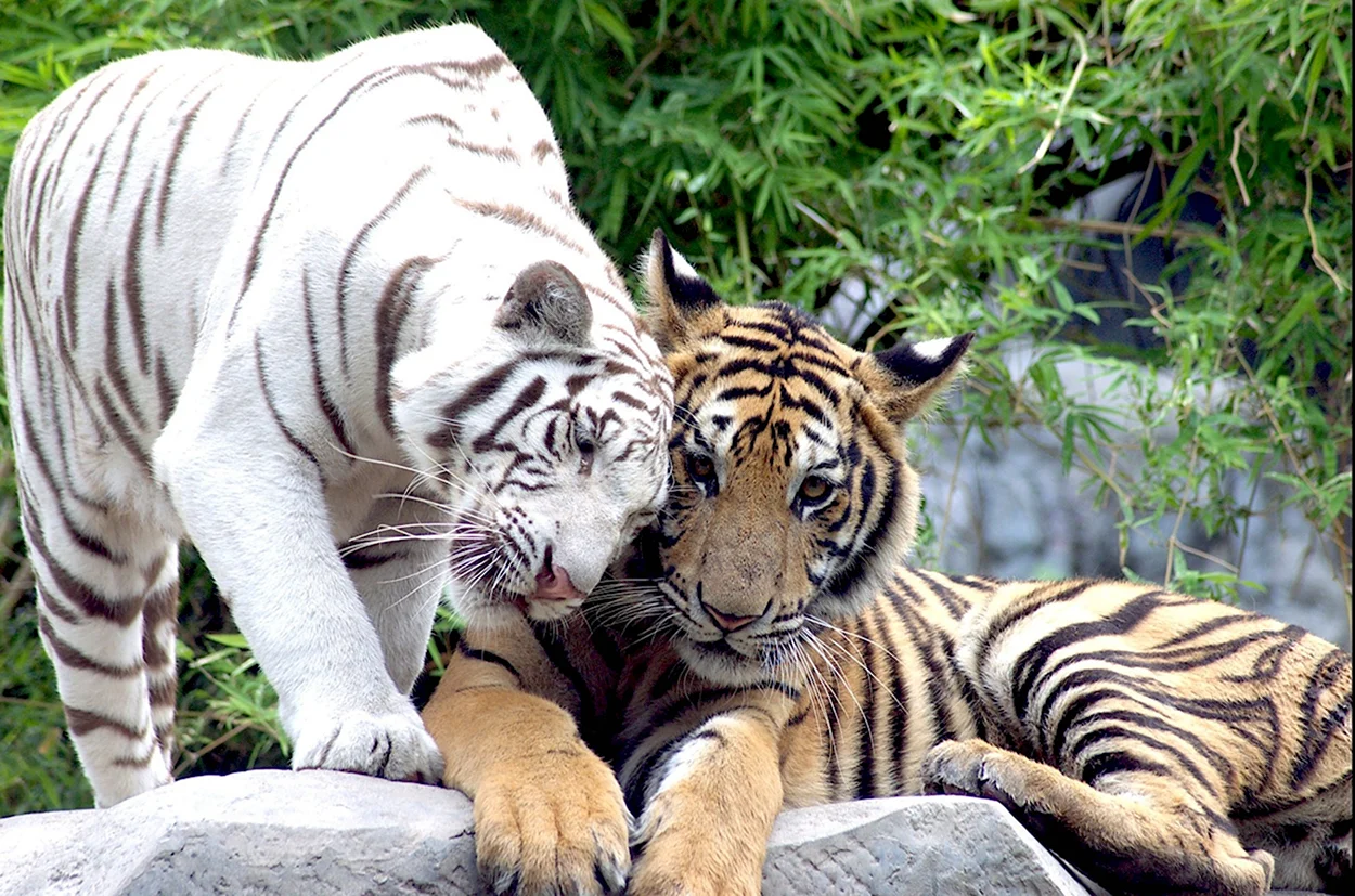 Амурский и бенгальский тигр. Красивое животное