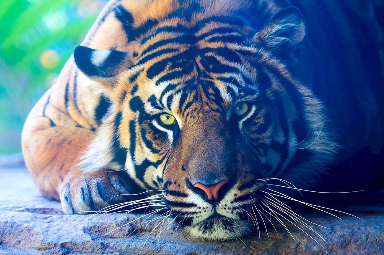 Амурский тигр. Красивая картинка
