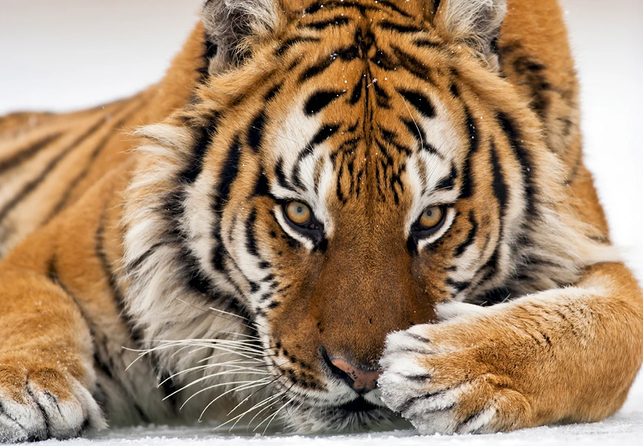 Амурский тигр. Красивое животное