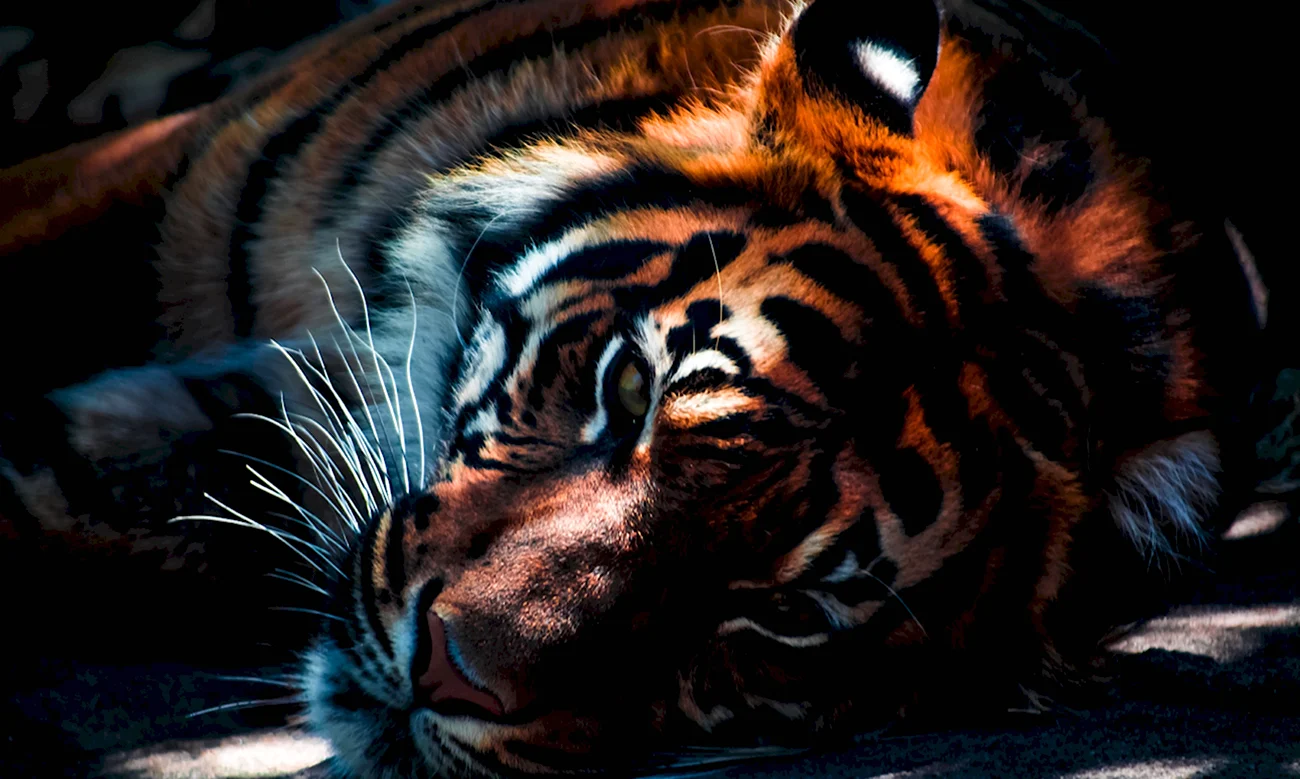 Амурский тигр 3д. Красивая картинка