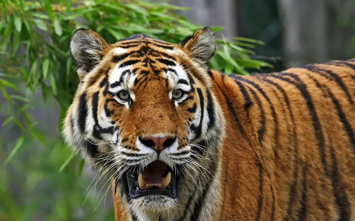 Амурский тигр. Красивое животное