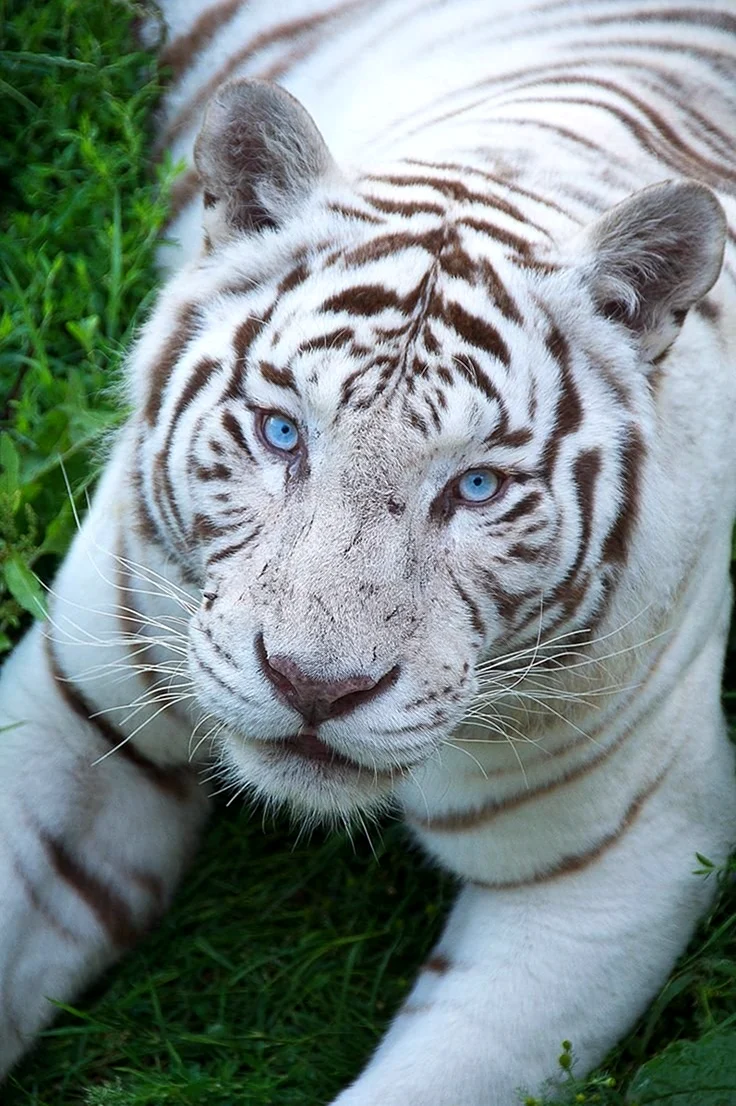 Амурский тигр альбинос. Красивое животное