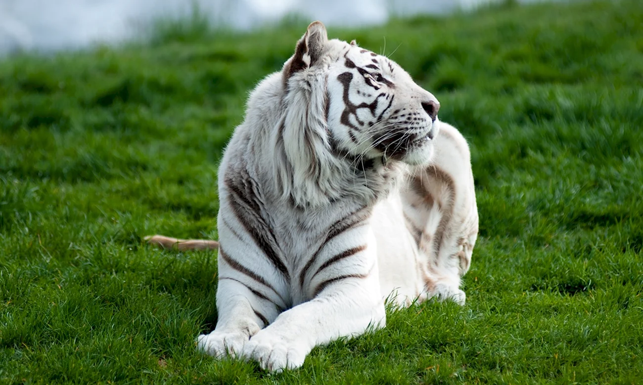 Амурский тигр альбинос. Картинка