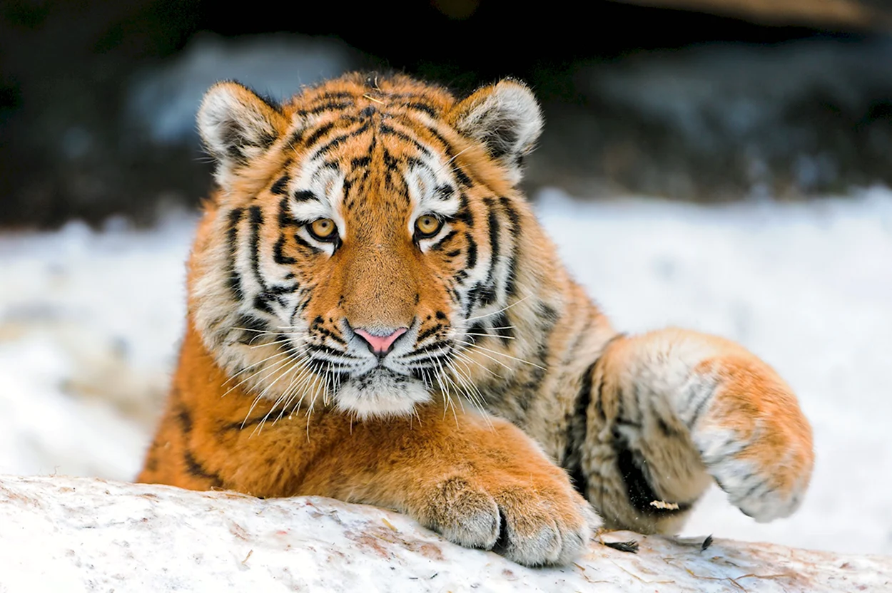 Амурский тигр анфас. Красивое животное