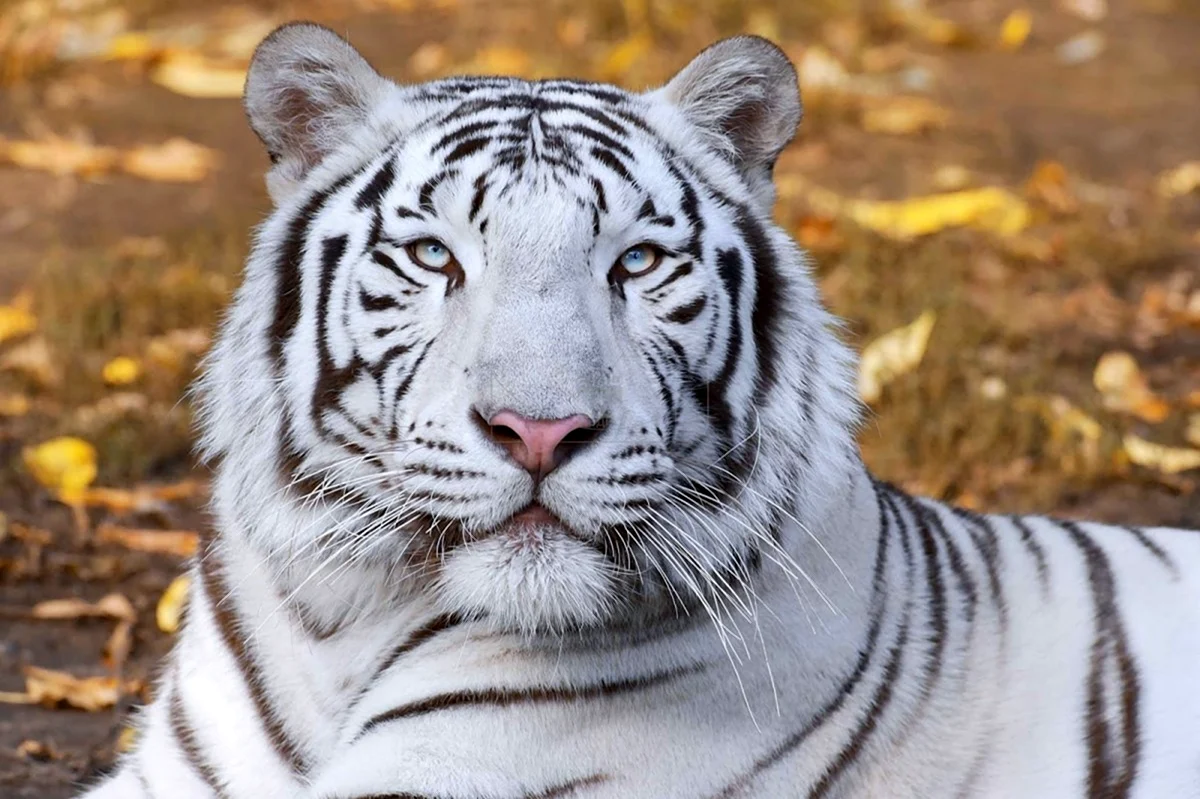 Амурский тигр белый. Картинка