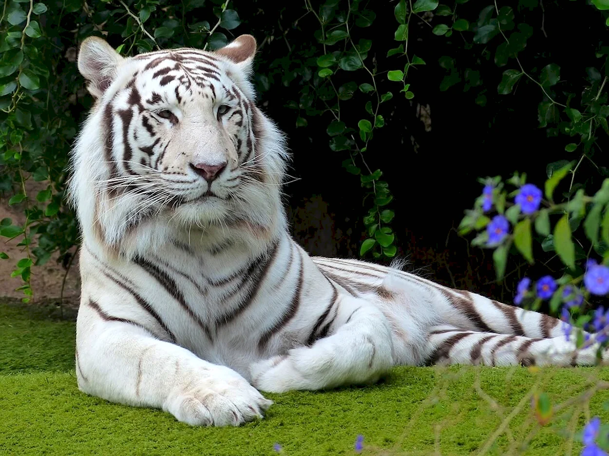 Амурский тигр белый. Красивое животное