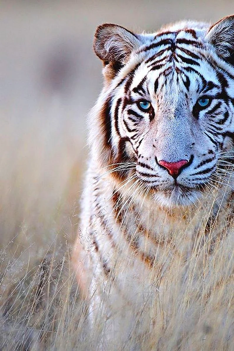 Амурский тигр белый. Картинка