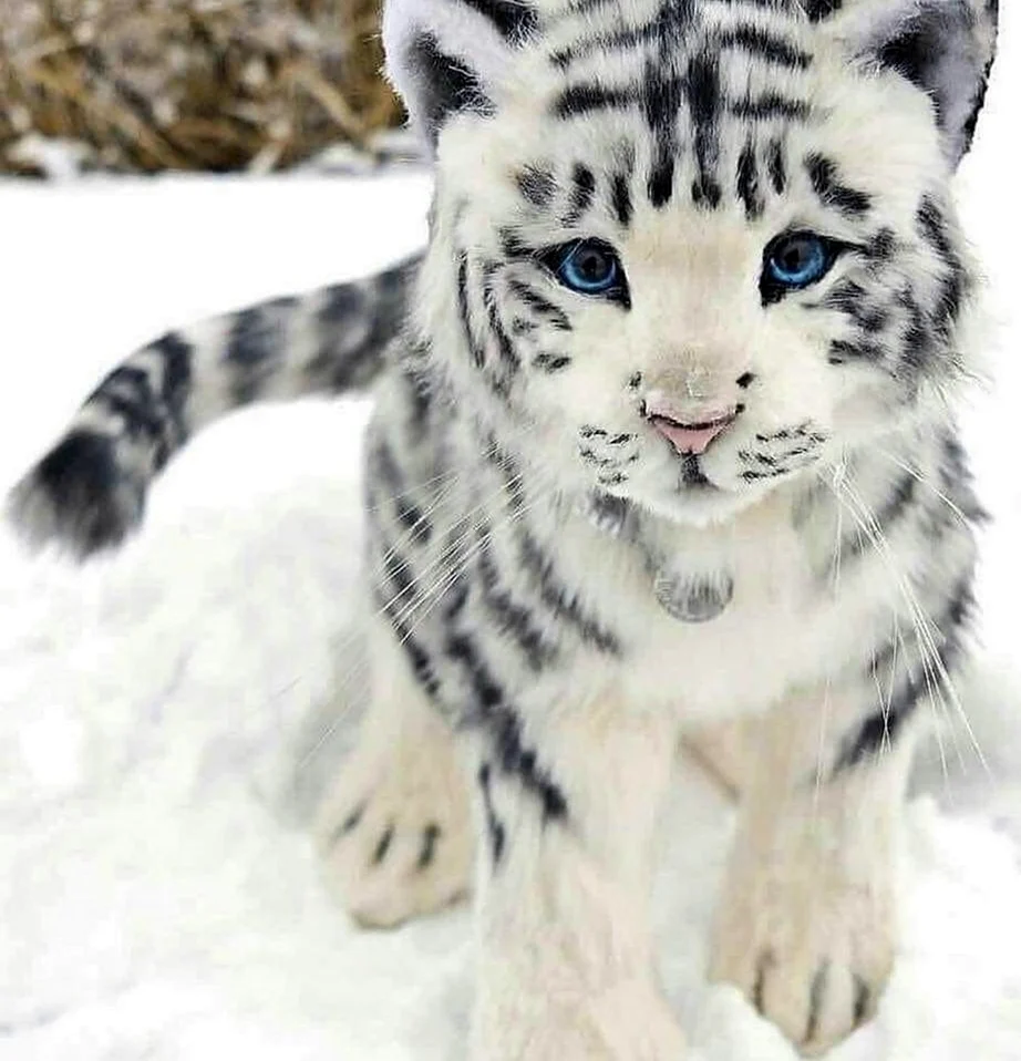 Амурский тигр белый Тигрёнок. Красивое животное